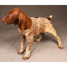 Породистый щенок породы курцхаар Стивен von Adlerhugel Породистый щенок породы курцхаар Стивен von Adlerhugel